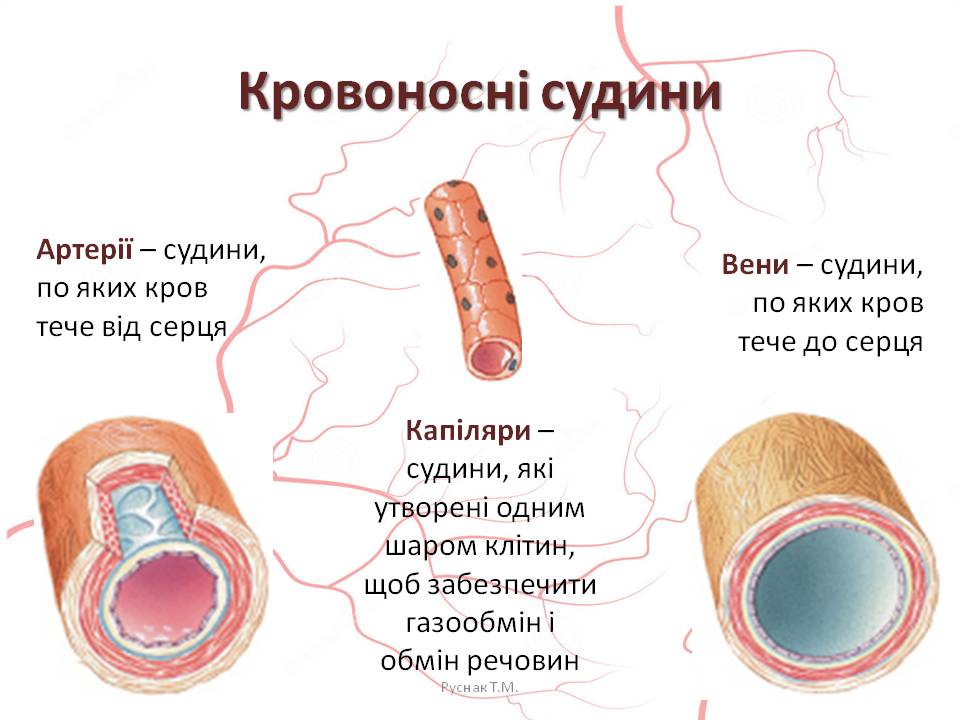 Кров 7клас by Pidgorodetska Olena - Ourboox.com