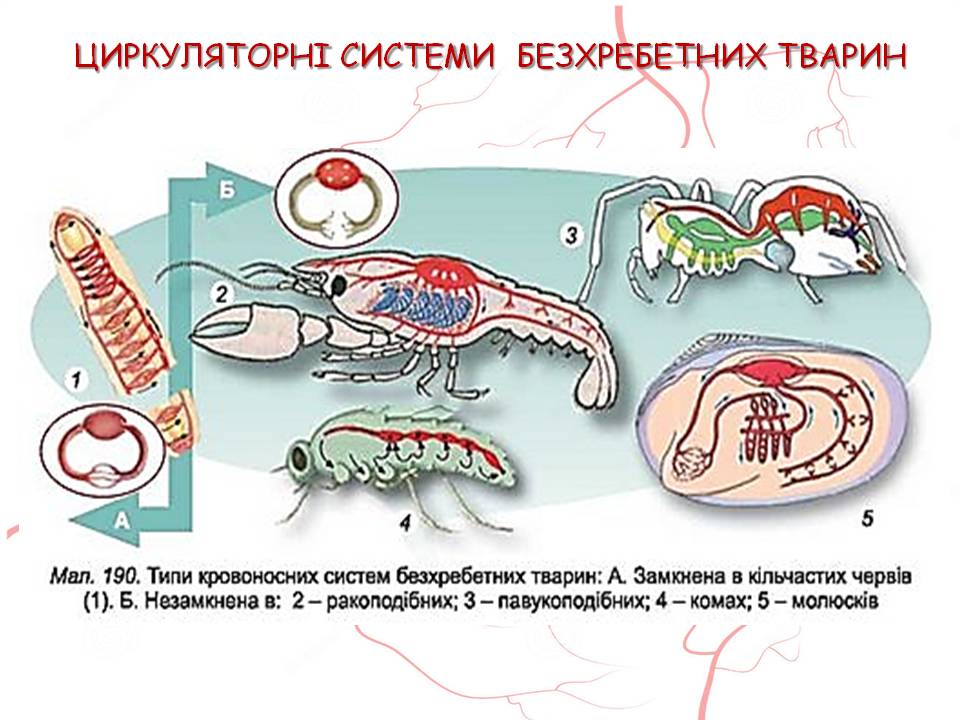 Кров 7клас by Pidgorodetska Olena - Ourboox.com