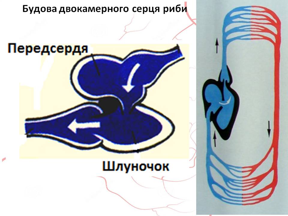 Кров 7клас by Pidgorodetska Olena - Ourboox.com