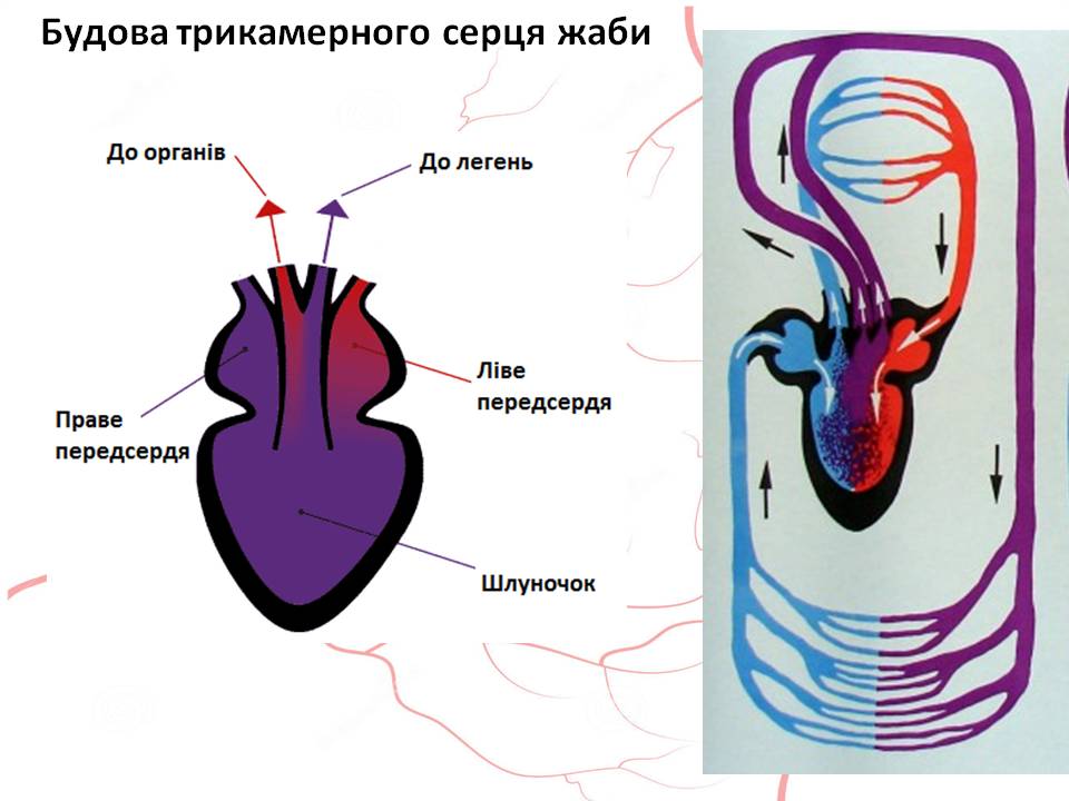 Кров 7клас by Pidgorodetska Olena - Ourboox.com
