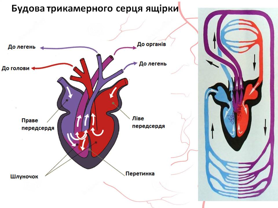 Кров 7клас by Pidgorodetska Olena - Ourboox.com