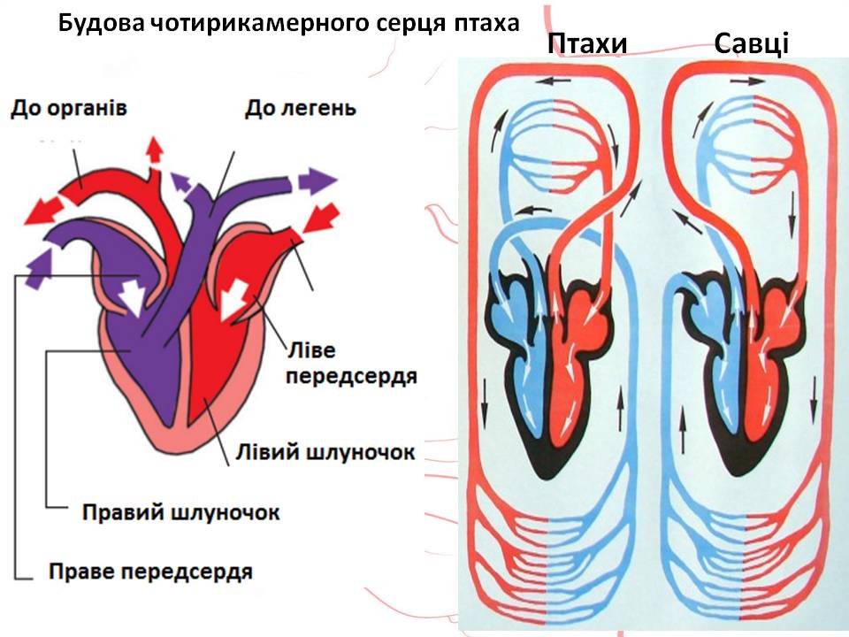 Кров 7клас by Pidgorodetska Olena - Ourboox.com