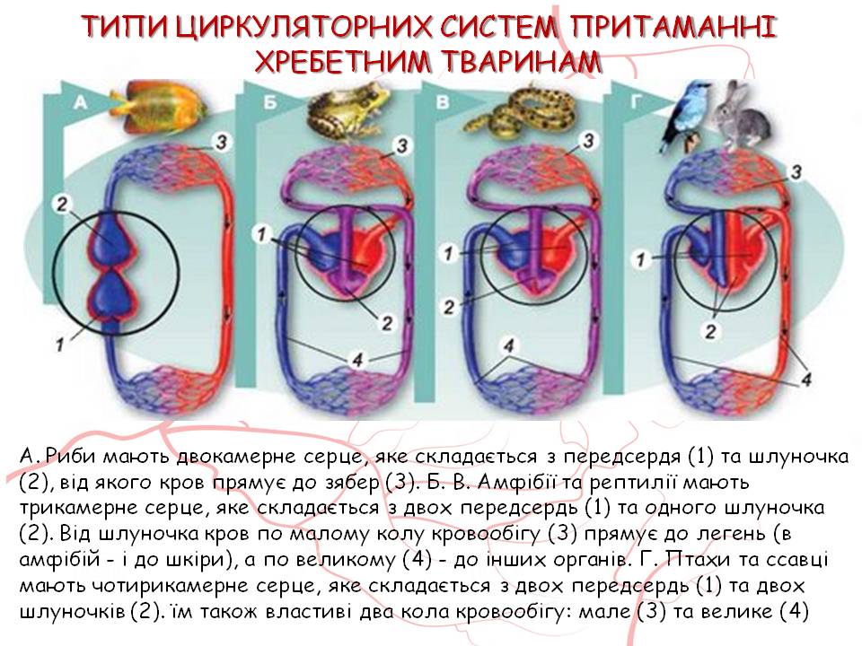 Кров 7клас by Pidgorodetska Olena - Ourboox.com