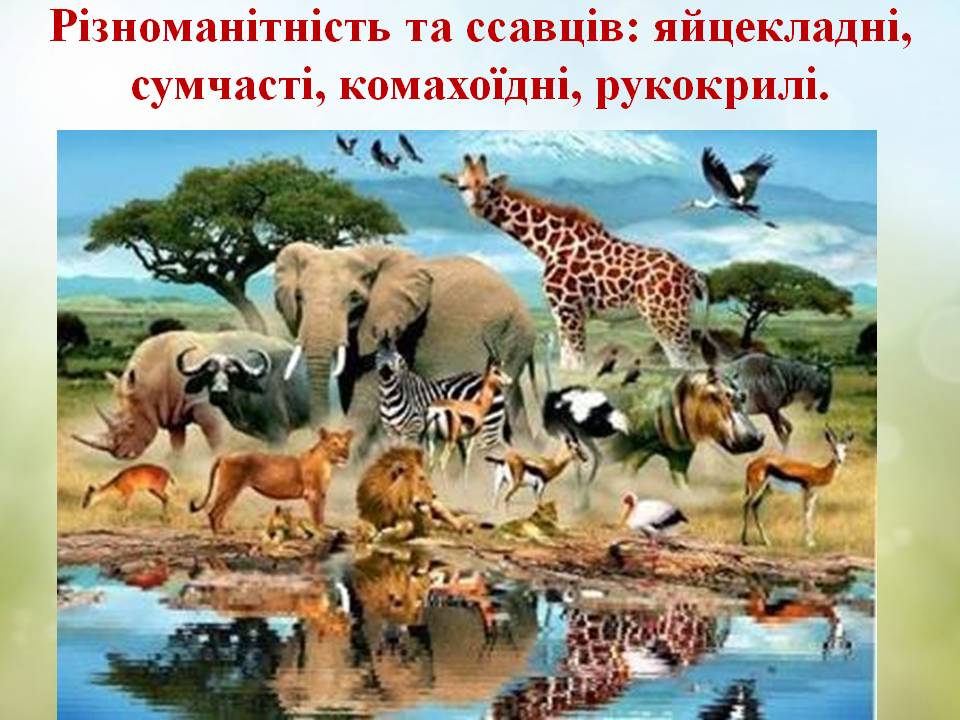 Різноманітність ссавців by Pidgorodetska Olena - Ourboox.com