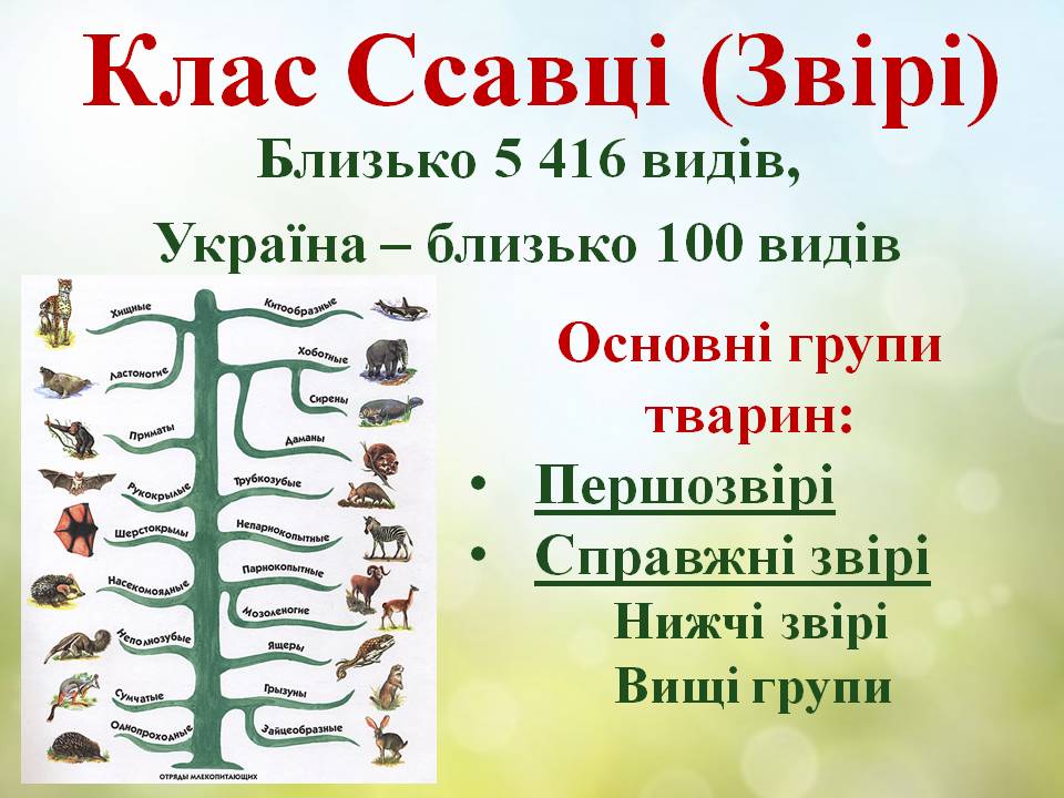 Різноманітність ссавців by Pidgorodetska Olena - Ourboox.com