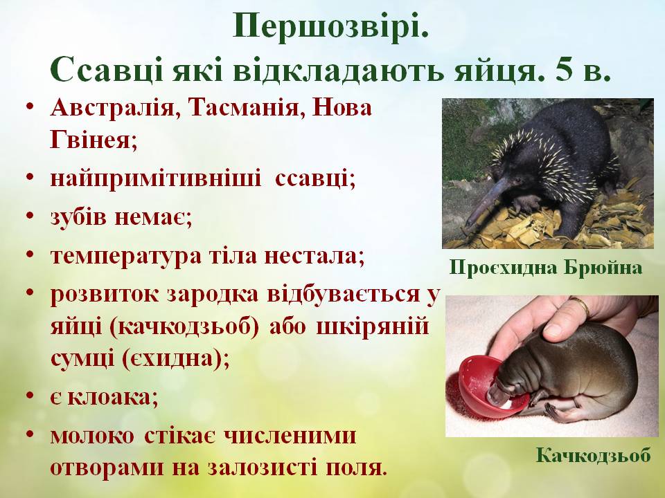 Різноманітність ссавців by Pidgorodetska Olena - Ourboox.com