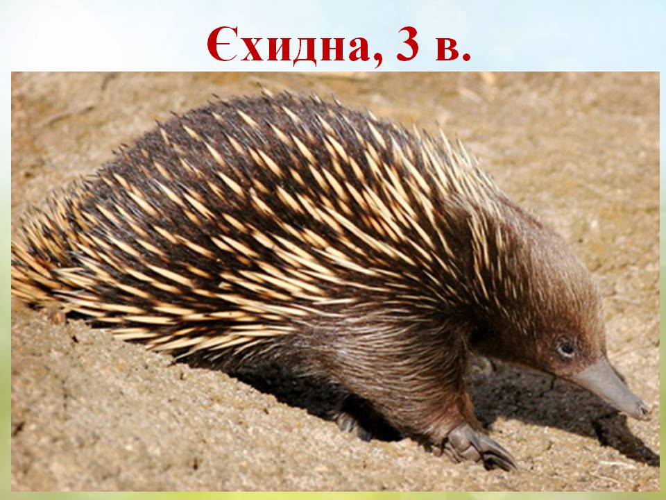 Різноманітність ссавців by Pidgorodetska Olena - Ourboox.com