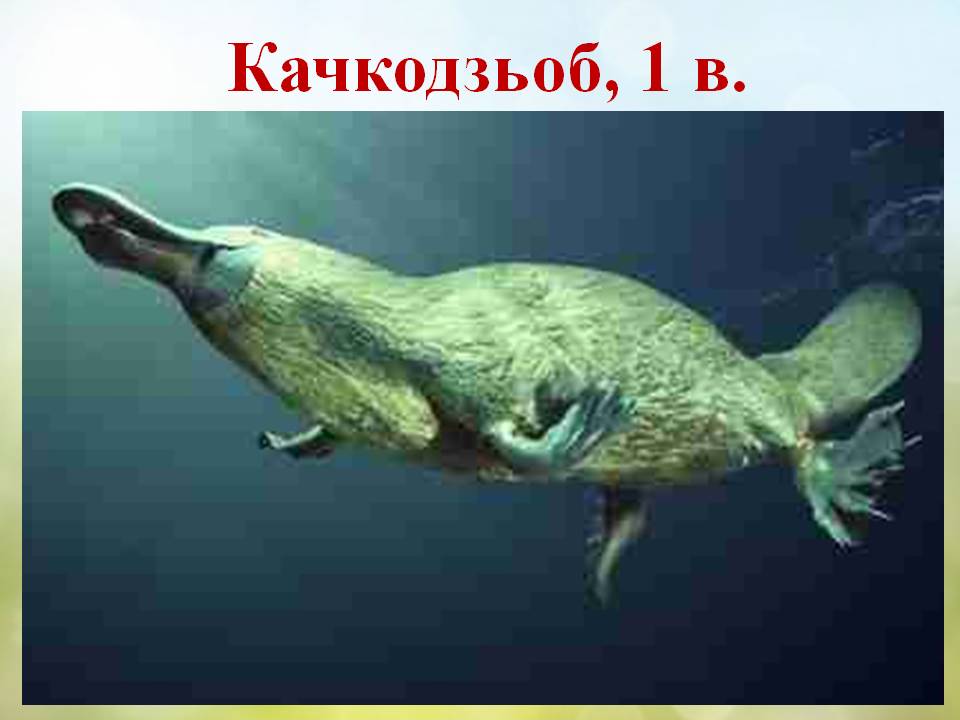 Різноманітність ссавців by Pidgorodetska Olena - Ourboox.com