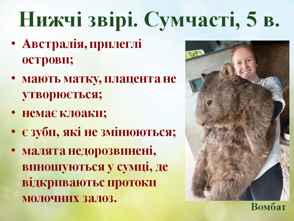 Різноманітність ссавців by Pidgorodetska Olena - Ourboox.com