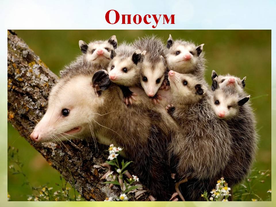 Різноманітність ссавців by Pidgorodetska Olena - Ourboox.com