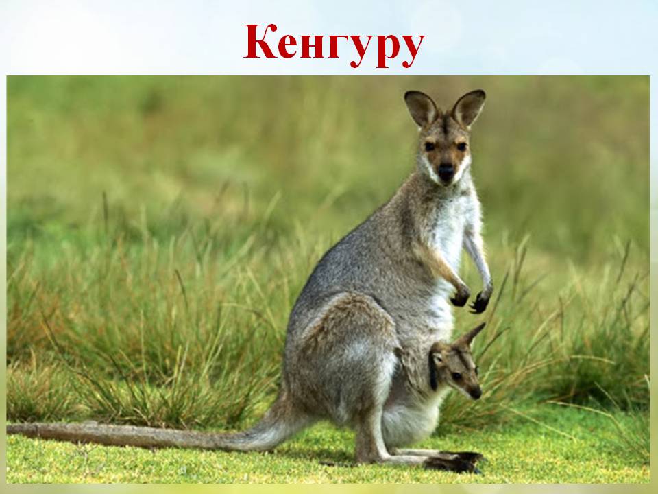 Різноманітність ссавців by Pidgorodetska Olena - Ourboox.com