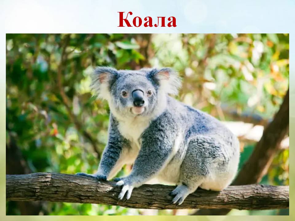 Різноманітність ссавців by Pidgorodetska Olena - Ourboox.com