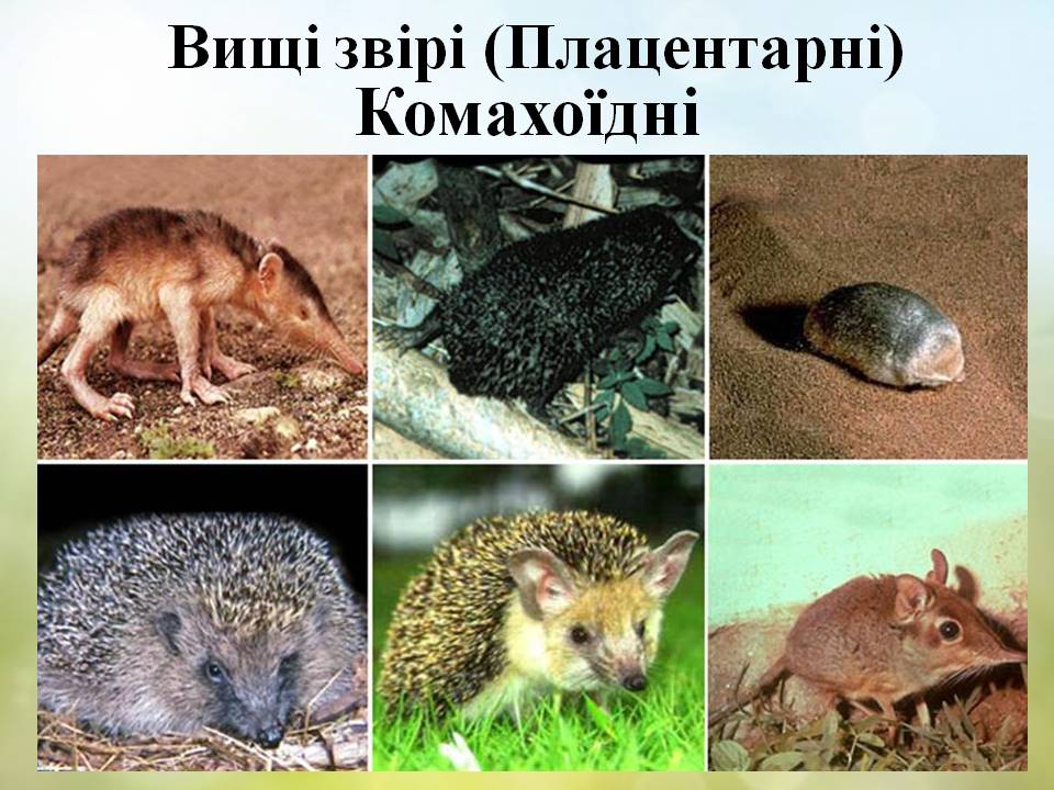 Різноманітність ссавців by Pidgorodetska Olena - Ourboox.com