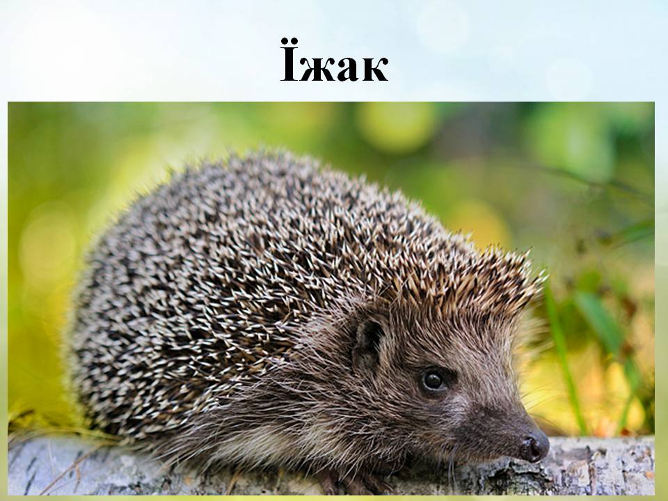 Різноманітність ссавців by Pidgorodetska Olena - Ourboox.com