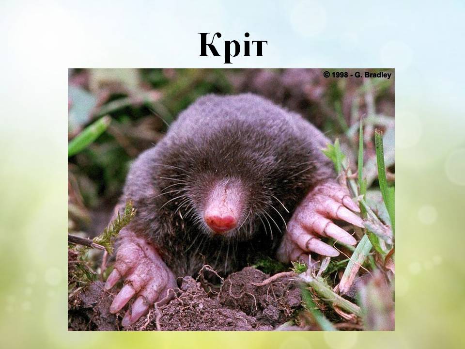 Різноманітність ссавців by Pidgorodetska Olena - Ourboox.com