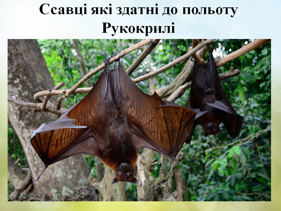 Різноманітність ссавців by Pidgorodetska Olena - Ourboox.com