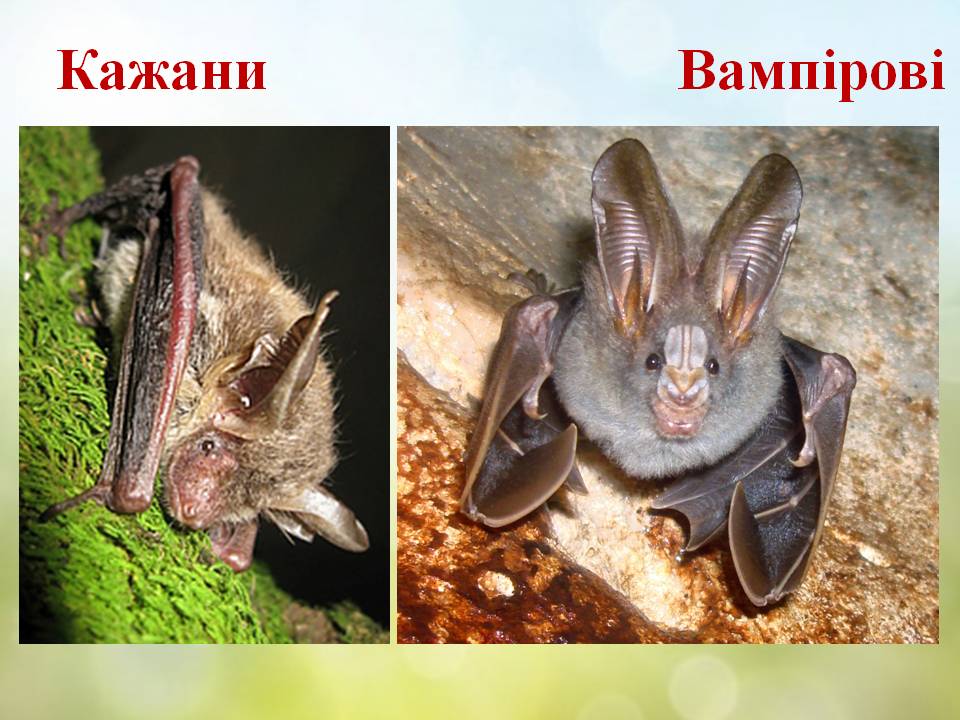 Різноманітність ссавців by Pidgorodetska Olena - Ourboox.com