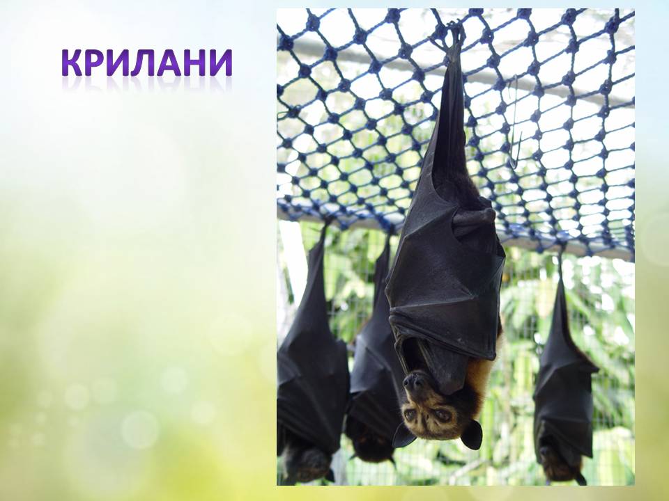 Різноманітність ссавців by Pidgorodetska Olena - Ourboox.com