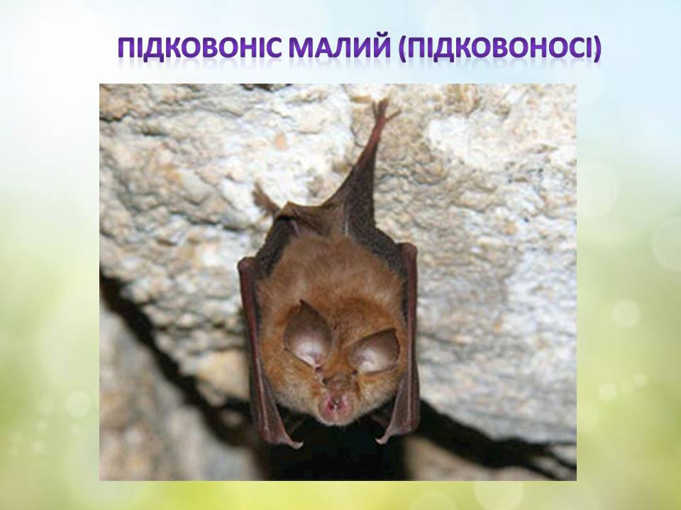 Різноманітність ссавців by Pidgorodetska Olena - Ourboox.com