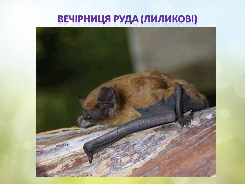 Різноманітність ссавців by Pidgorodetska Olena - Ourboox.com