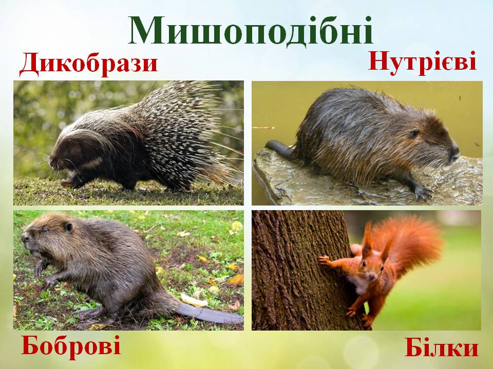 Різноманітність ссавців: гризуни, зайцеподібні, копитні. by Pidgorodetska Olena - Ourboox.com