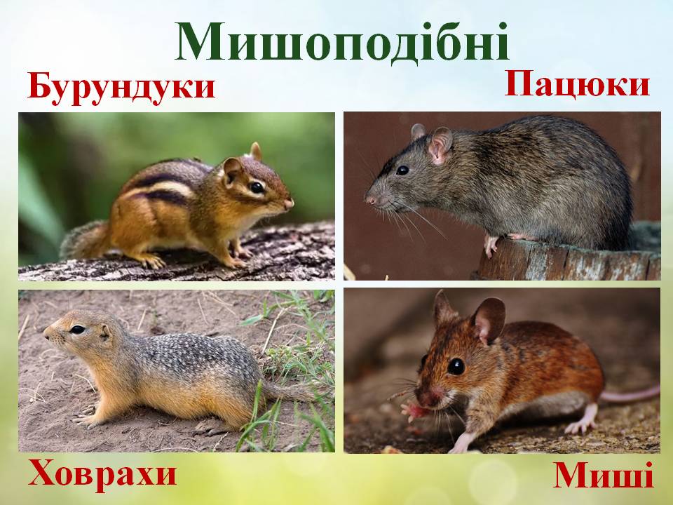 Різноманітність ссавців: гризуни, зайцеподібні, копитні. by Pidgorodetska Olena - Ourboox.com