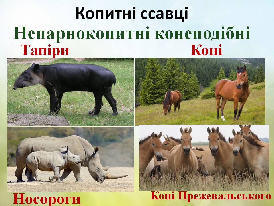 Різноманітність ссавців: гризуни, зайцеподібні, копитні. by Pidgorodetska Olena - Ourboox.com