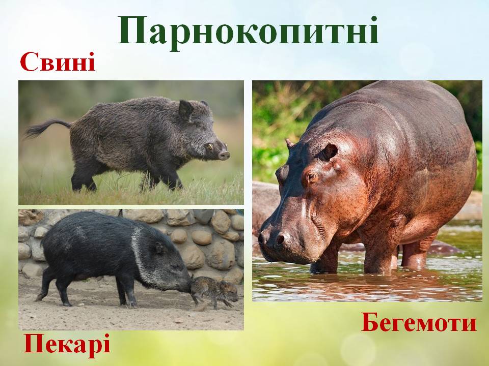 Різноманітність ссавців: гризуни, зайцеподібні, копитні. by Pidgorodetska Olena - Ourboox.com