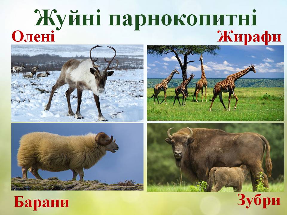 Різноманітність ссавців: гризуни, зайцеподібні, копитні. by Pidgorodetska Olena - Ourboox.com