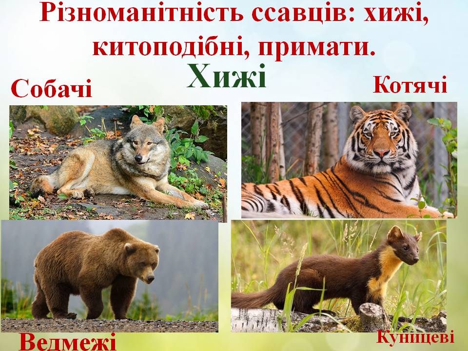 Різноманітність ссавців: хижі, китоподібні, примати. by Pidgorodetska Olena - Ourboox.com