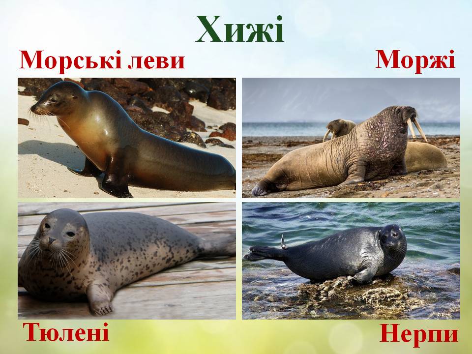 Різноманітність ссавців: хижі, китоподібні, примати. by Pidgorodetska Olena - Ourboox.com