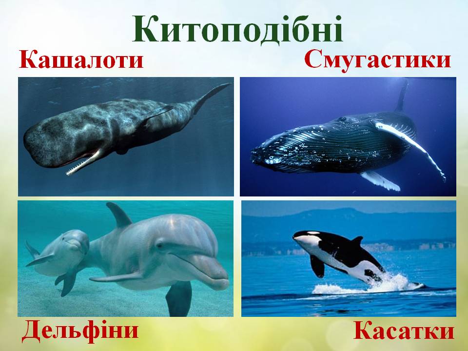 Різноманітність ссавців: хижі, китоподібні, примати. by Pidgorodetska Olena - Ourboox.com