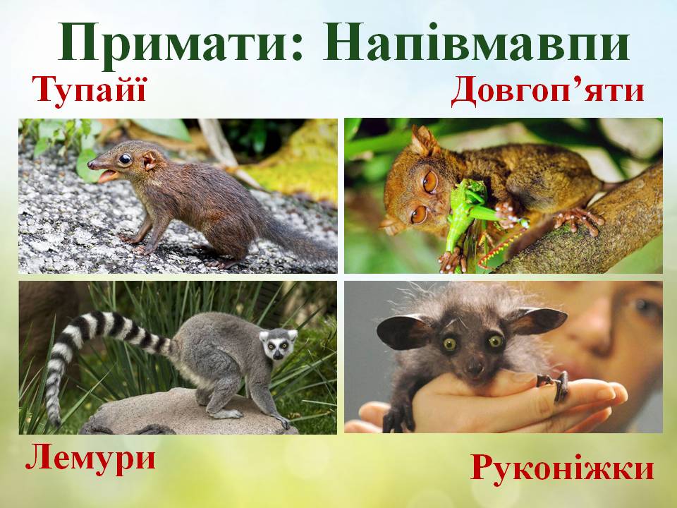 Різноманітність ссавців: хижі, китоподібні, примати. by Pidgorodetska Olena - Ourboox.com