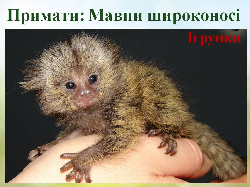 Різноманітність ссавців: хижі, китоподібні, примати. by Pidgorodetska Olena - Ourboox.com