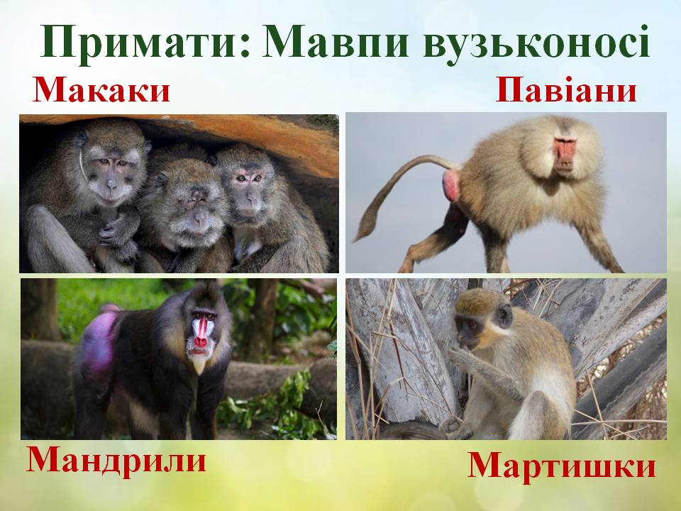 Різноманітність ссавців: хижі, китоподібні, примати. by Pidgorodetska Olena - Ourboox.com