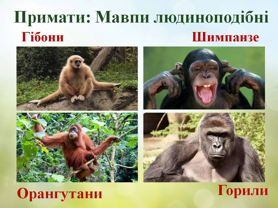 Різноманітність ссавців: хижі, китоподібні, примати. by Pidgorodetska Olena - Ourboox.com