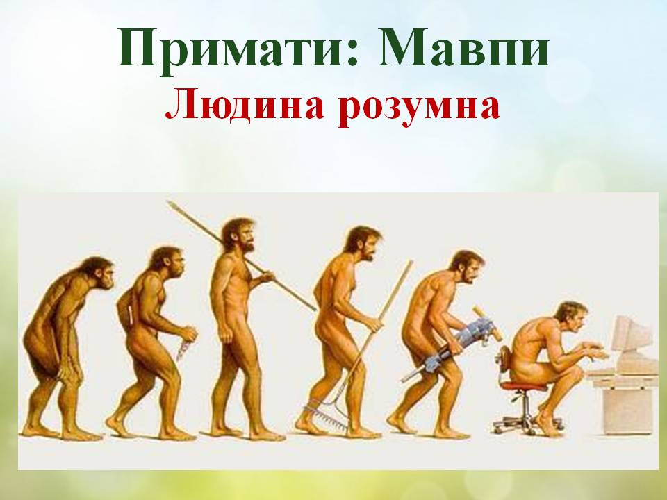 Різноманітність ссавців: хижі, китоподібні, примати. by Pidgorodetska Olena - Ourboox.com