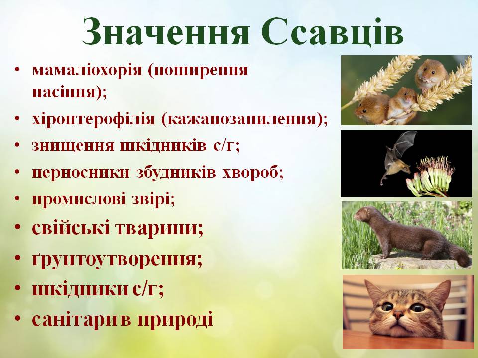 Різноманітність ссавців: хижі, китоподібні, примати. by Pidgorodetska Olena - Ourboox.com