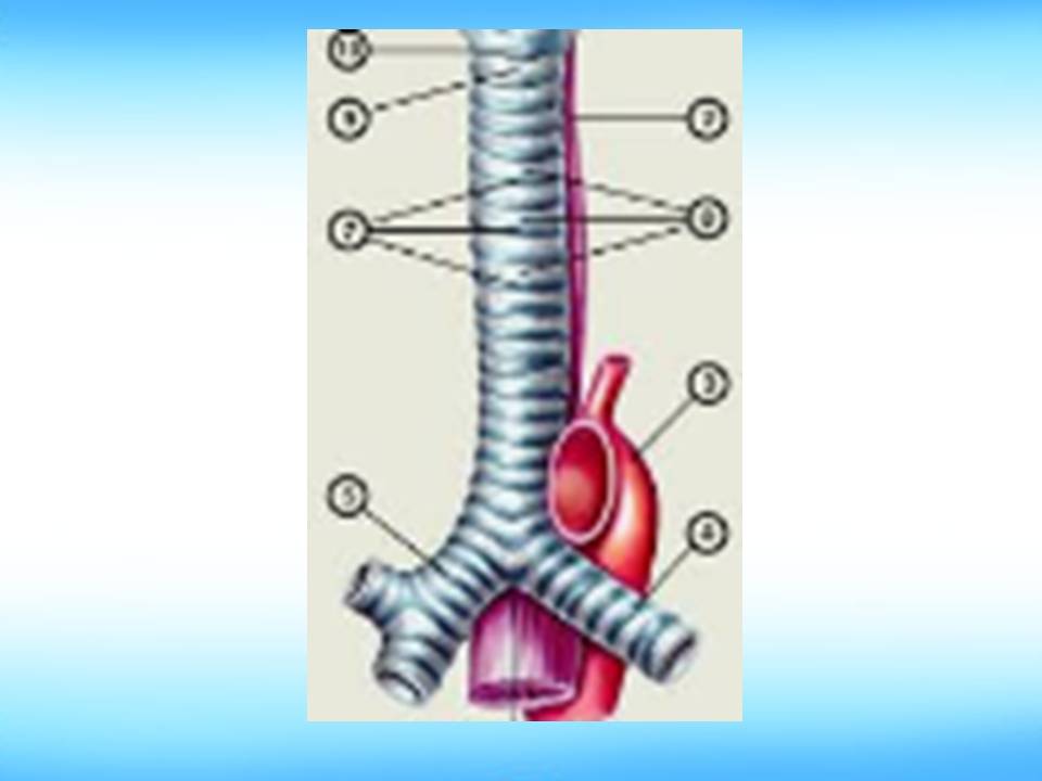 Дихальні рухи 8клас by Pidgorodetska Olena - Ourboox.com