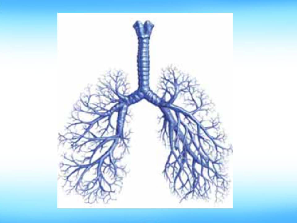 Дихальні рухи 8клас by Pidgorodetska Olena - Ourboox.com
