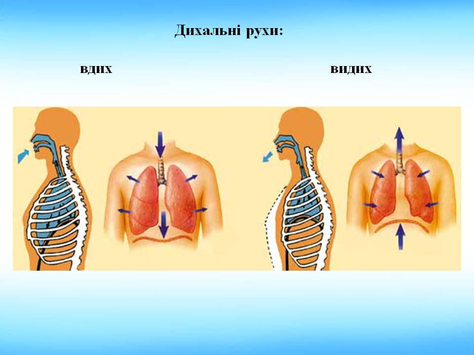Дихальні рухи 8клас by Pidgorodetska Olena - Ourboox.com