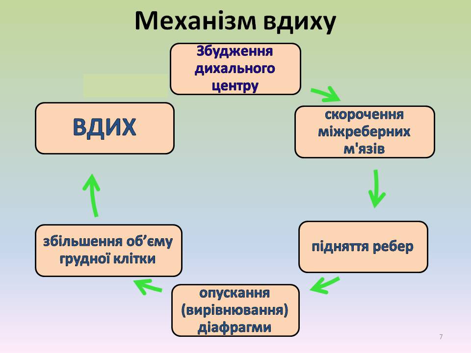 Дихальні рухи 8клас by Pidgorodetska Olena - Ourboox.com