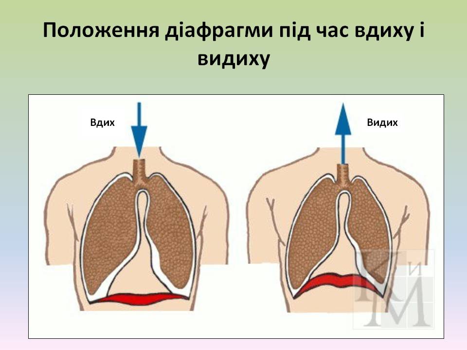 Дихальні рухи 8клас by Pidgorodetska Olena - Ourboox.com