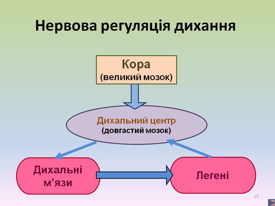 Дихальні рухи 8клас by Pidgorodetska Olena - Ourboox.com