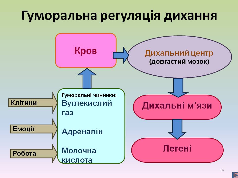 Дихальні рухи 8клас by Pidgorodetska Olena - Ourboox.com