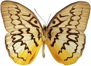 دورة حياة الفراشة by hanaa - Ourboox.com