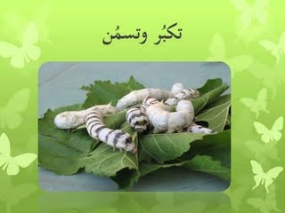 دورة حياة الفراشة by hanaa - Ourboox.com