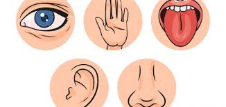 حواس الانسان by lama kablan - Ourboox.com