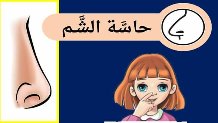 حواس الانسان by lama kablan - Ourboox.com