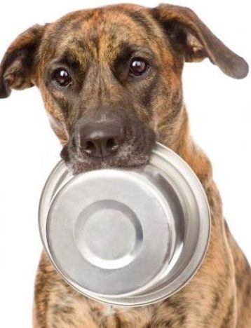 Аз и животните by zbslcf - Ourboox.com